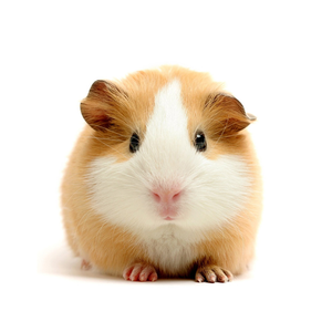 Image result for hamster bert