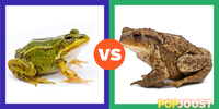 Which is the better amphibian