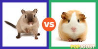 Which is the better small pet